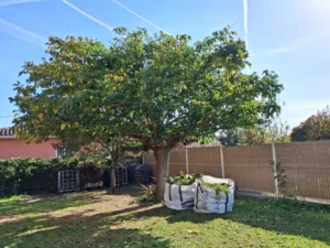 Image reprèsente lataille légère d'un mûrrier platane en hauteur et sur les côtés à la demande du client par l'entreprise FRAIDE SERVICES 31