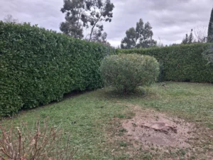 Image qui représente un laurrier rose taillé en boule par l'entreprise FRAIDE SERVICES 31