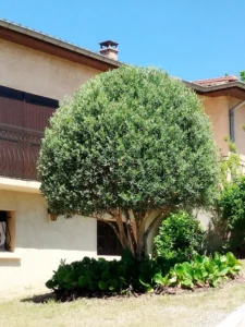 Image qui représente un olivier dans un jardin pour illuster le service espaces vert pour l'entreprise FRAIDE SERVICES 31